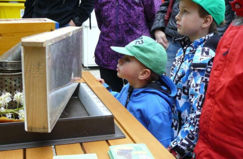 Živé včely v Oldřichoivě v Hájích byly velkou atrakcí